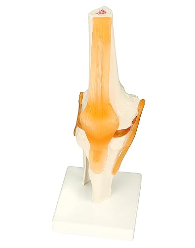 QWORK Life-Size Human Knee Joint Model Skeleton Anatomy for Medical Learning and Teaching (30.5 cm Height)