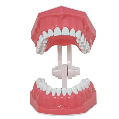 Toothbrush Model Teeth Typodont Pattern Visible Anatomy Demonstration Teaching Standard Size 1 Piece