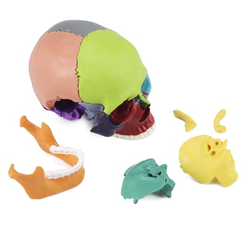 QWORK Coloured Skull Model 15 Pieces for Anatomy Lessons, Detailed Colour Display Allows Quick Identification