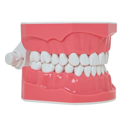 Toothbrush Model Teeth Typodont Pattern Visible Anatomy Demonstration Teaching Standard Size 1 Piece