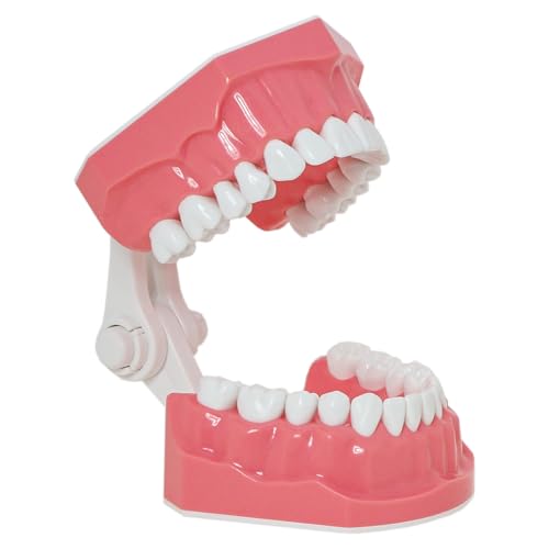 Toothbrush Model Teeth Typodont Pattern Visible Anatomy Demonstration Teaching Standard Size 1 Piece