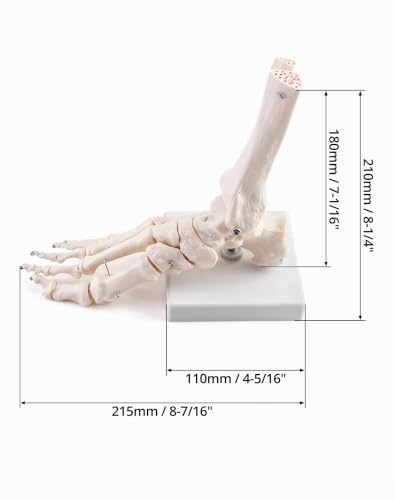 QWORK Human Ankle Model, Life-Size Medical Anatomy Foot Skeleton Model for Medical Study & Science Classroom 1pcs