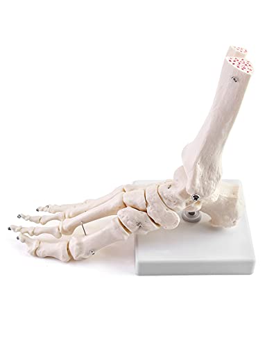 QWORK Human Ankle Model, Life-Size Medical Anatomy Foot Skeleton Model for Medical Study & Science Classroom 1pcs