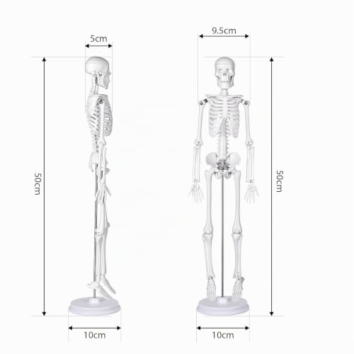 Mini Human Skeleton Model, 45 cm Large Small Human Skeleton Model, Movable Arms for Medical Teaching, Education, Display