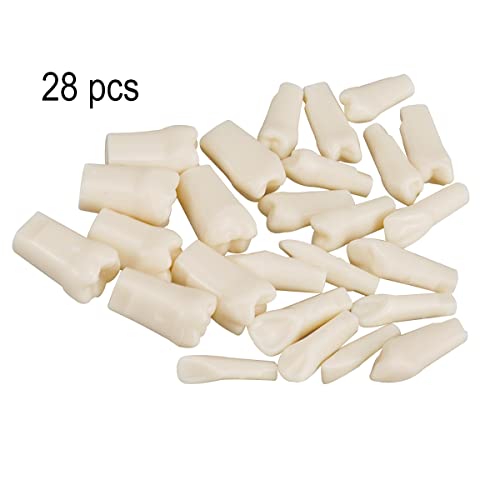 Dental Simulator Manikin Phantom Head for Exercises, Training, Study, Typodont Models with Removable Teeth (28 Teeth)