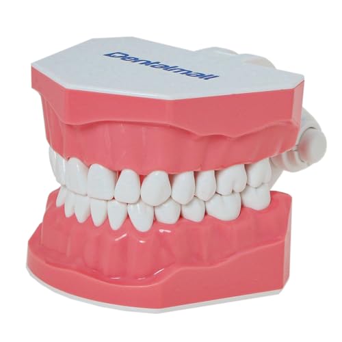 Toothbrush Model Teeth Typodont Pattern Visible Anatomy Demonstration Teaching Standard Size 1 Piece