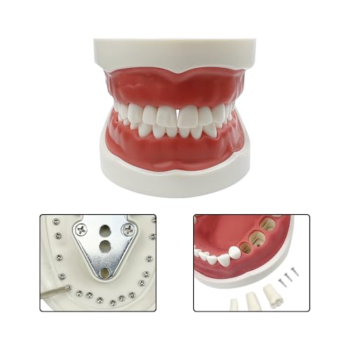 TM-021 Dental Typodont Teeth Model Complete Removable Teaching Tools Typodont Joints Anatomy Teeth Model 28 Removable Teeth with a