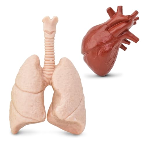 Human Organs