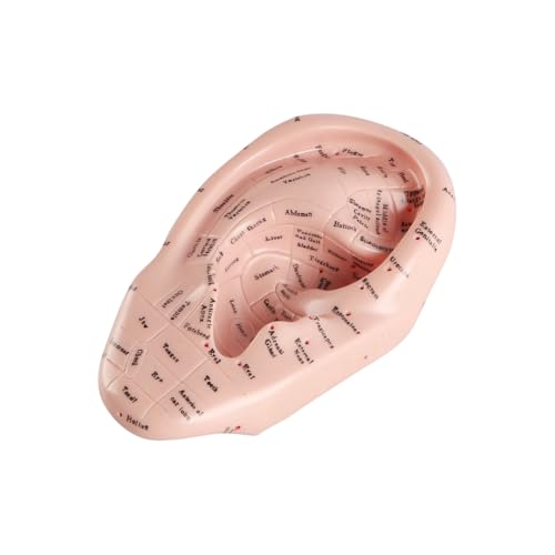 17cm Ear Acupuncture Point Display Model, Soft PVC Ear Acupuncture Point Model for Study of Ear Anatomy and Laboratory Use