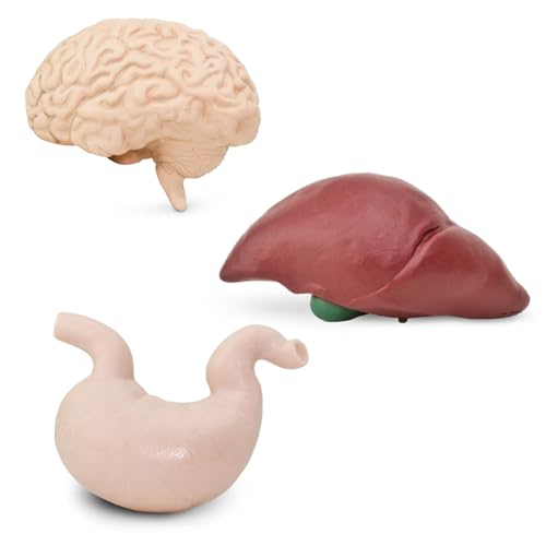 Human Organs