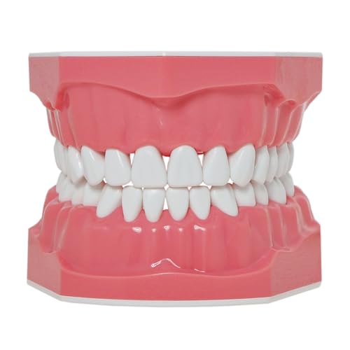 Toothbrush Model Teeth Typodont Pattern Visible Anatomy Demonstration Teaching Standard Size 1 Piece