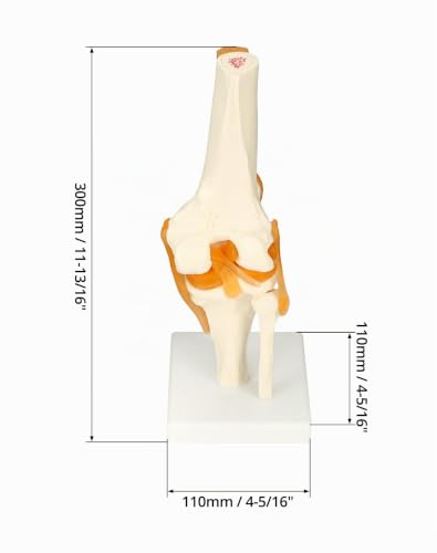 QWORK Life-Size Human Knee Joint Model Skeleton Anatomy for Medical Learning and Teaching (30.5 cm Height)