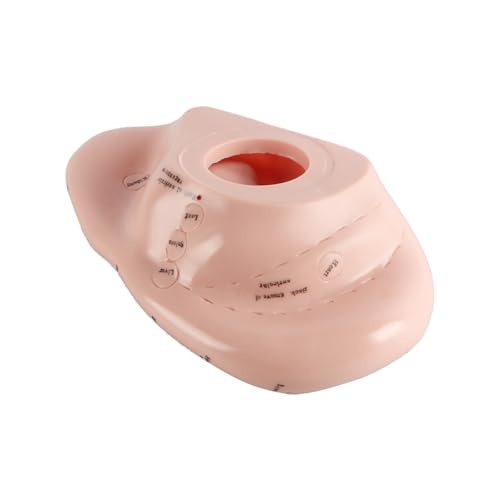 17cm Ear Acupuncture Point Display Model, Soft PVC Ear Acupuncture Point Model for Study of Ear Anatomy and Laboratory Use