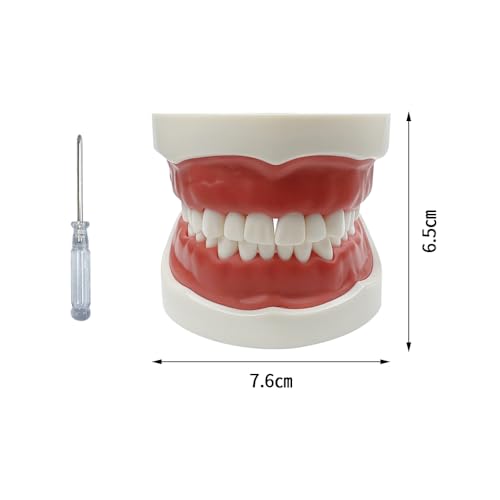 TM-021 Dental Typodont Teeth Model Complete Removable Teaching Tools Typodont Joints Anatomy Teeth Model 28 Removable Teeth with a