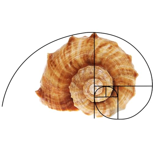 3pcs Golden Ratio View Finder 3 Styles Photo Composition Tool Fibonacci Viewer Photography Artist Viewfinder Rule of Thirds Composition Tool for Photography Painting Sketching Drawing