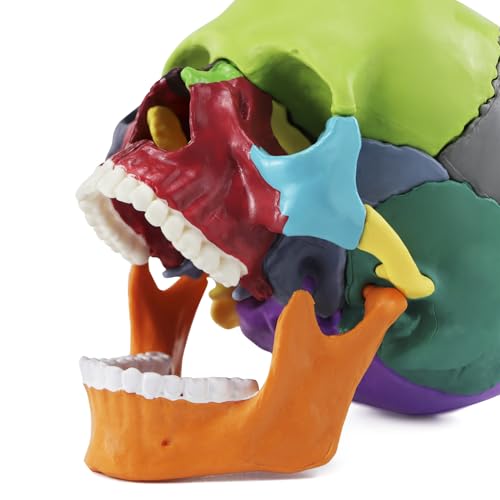 QWORK Coloured Skull Model 15 Pieces for Anatomy Lessons, Detailed Colour Display Allows Quick Identification
