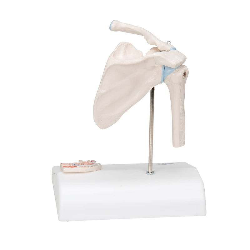 3B Scientific A86/1 Mini Cross Section Shoulder Joint + Free Anatomy Software "3B Smart Anatomy" Mini shoulder joint