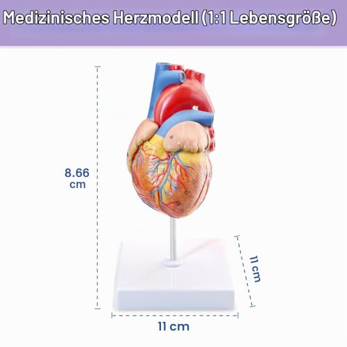 Human Heart Model Life Size Medical Heart Model for Anatomy, 2 Part Heart Models Anatomy