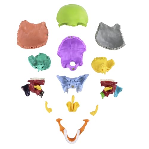 QWORK Coloured Skull Model 15 Pieces for Anatomy Lessons, Detailed Colour Display Allows Quick Identification