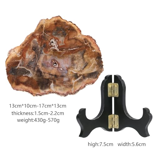 TUMBEELLUWA Natural Polished Petrified Wood Slab with Wooden Display Stand