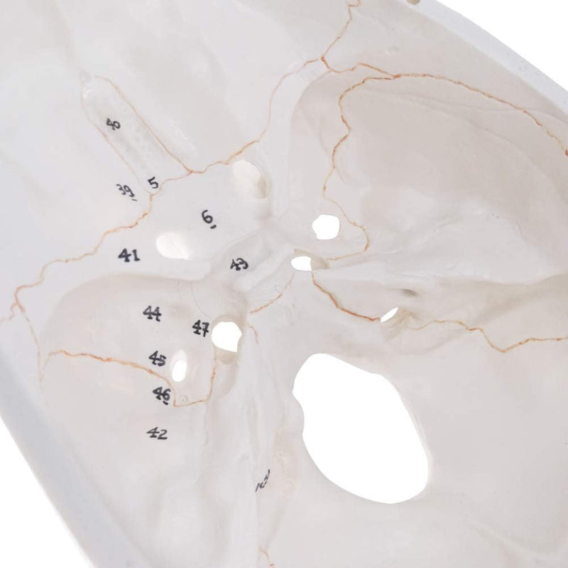 NEW HORIZON Human Skull Anatomical Model,with Painted Sutures 54 Pcs Labeled Numbered Skull Models for Medical Students,Human Brain Model for Drawing Anatomy