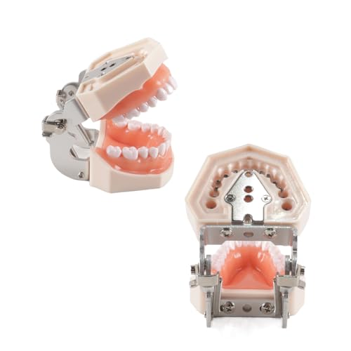 Dental Typodont Teeth Model 28 Pieces Replacement Teeth for Dentist Practice Training Dentists Students
