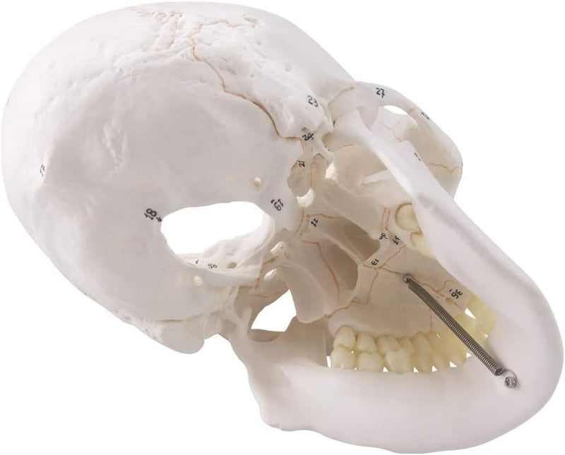 NEW HORIZON Human Skull Anatomical Model,with Painted Sutures 54 Pcs Labeled Numbered Skull Models for Medical Students,Human Brain Model for Drawing Anatomy