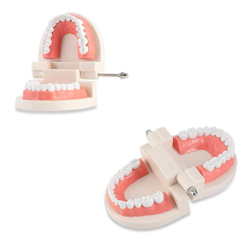 Wangcl Teeth Dental Demonstration Model Dental Model Anatomical for Dental Teaching or Oral Care tamaño para niños