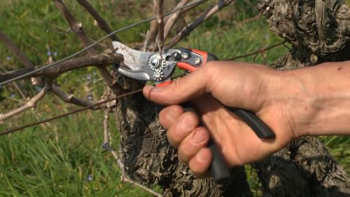 Bahco BAHPXR-M2 ERGO medium bypass pruning shears, 8-inch scissors with 3/4-inch cutting capacity