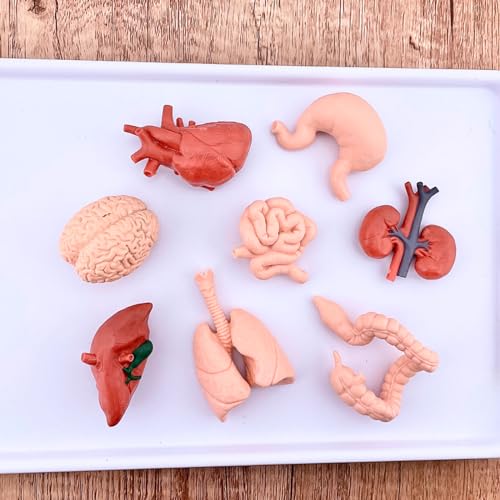 Human Organs