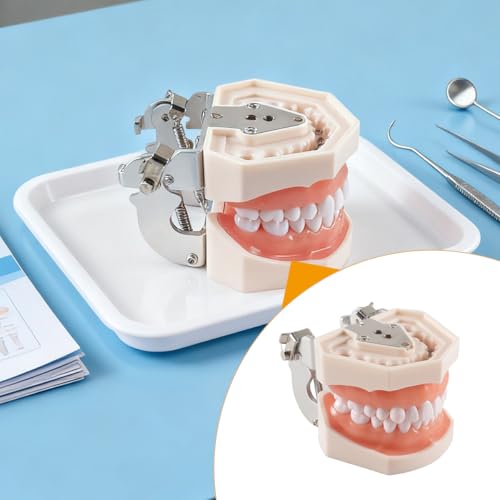 Dental Typodont Teeth Model 28 Pieces Replacement Teeth for Dentist Practice Training Dentists Students