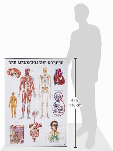 Human body chart in German (70 x 100 cm) Single