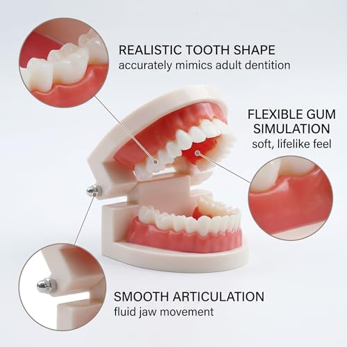 Teeth Model, Dental Care Model, Demonstration Dental Model, Adult Simulation Teeth Model Display, Standard Dental Study Model, for Dental Teaching or Oral Care, Pack of 1