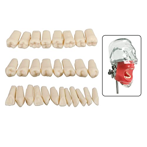 Dental Simulator Manikin Phantom Head for Exercises, Training, Study, Typodont Models with Removable Teeth (28 Teeth)