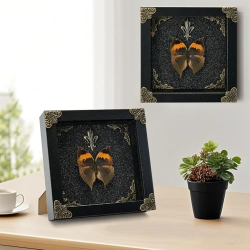 Real Butterfly Framed Handmade - Taxidermy Butterfly Shadow Box - Real Framed Butterflies in a Box for Gothic Home Decor Aesthetic. (Kallima Inachus) Kallima Inachus