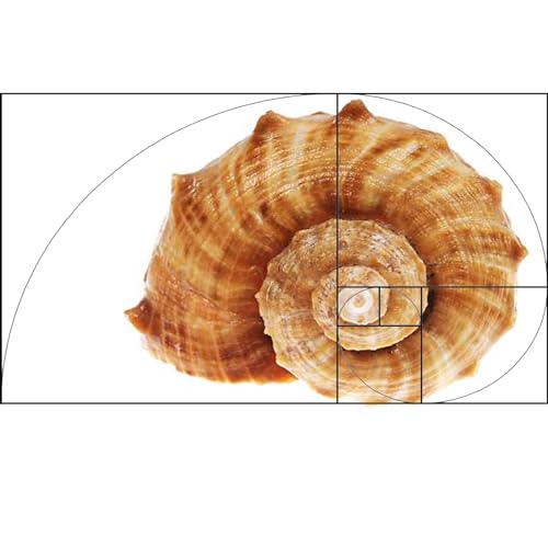Golden Ratio, Fibonacci & Rule of Thirds Composition Tool Credit Card-Sized View Finder/Viewer for Photography, Painting, Drawing - Fits in Wallet or Camera Bag