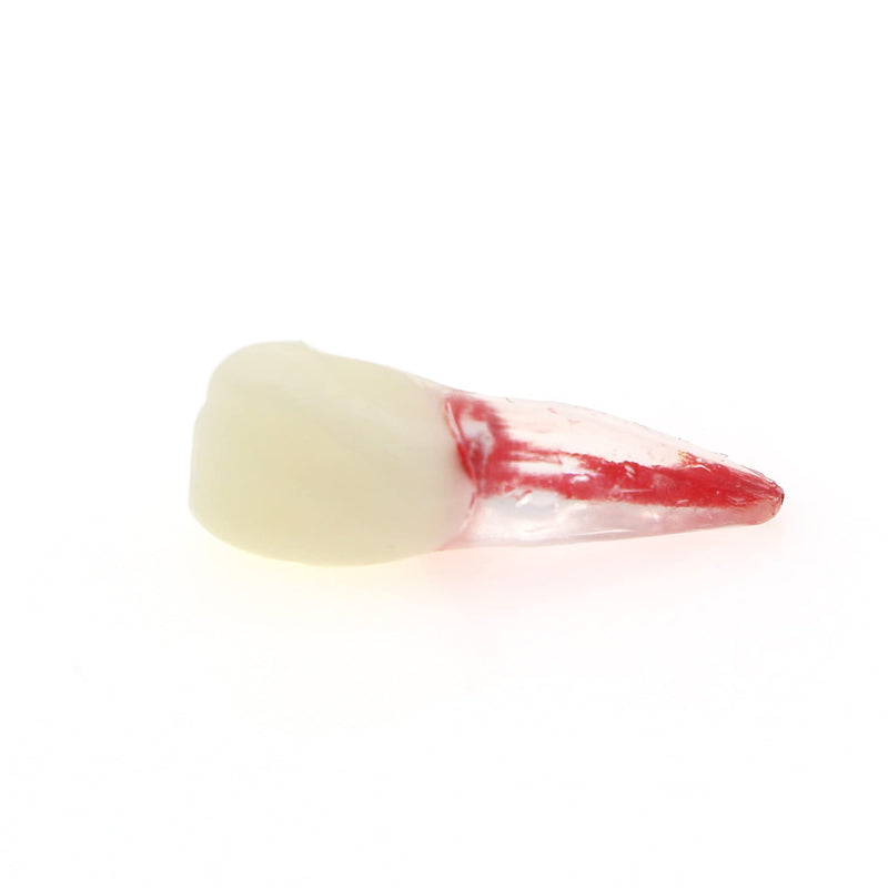 [Australia - AusPower] - 5Pcs Dental Root Canal Pulp Cavity Teeth Model Endodontic Practice RCT Typodont M8007 11# 14# 16# 21# 33# 34# 35# 36# 44# 45# Practicing Study Teach (5Pcs-M8007-11#) 