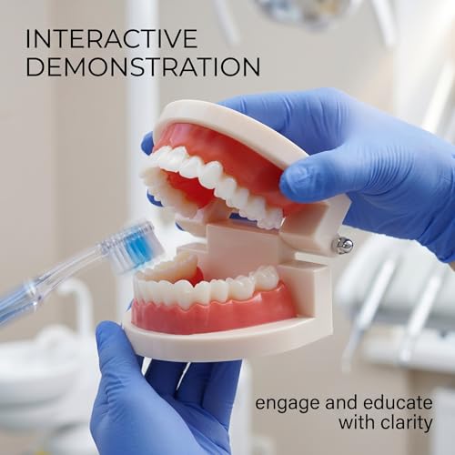 Teeth Model, Dental Care Model, Demonstration Dental Model, Adult Simulation Teeth Model Display, Standard Dental Study Model, for Dental Teaching or Oral Care, Pack of 1