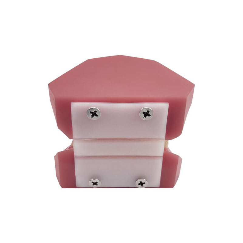 Orthodontic Tooth Model with Brackets, YOUYA DENTAL Demonstration Orthodontic Model for Education, Teeth Demonstration Typodonte Anatomical Teaching Tool with Metal and Ceramic Holder