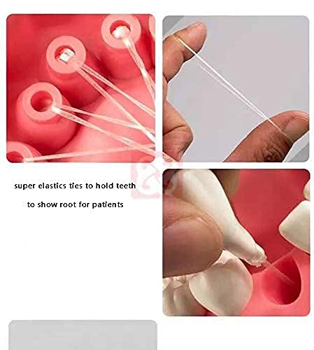 [Australia - AusPower] - 1.5 Times Large Dental Typodont Model Tooth Brushing flossing Practice Model Demonstration Removable Lower Teeth for Kids Dental Students Tooth Teach Study, 4.5 Inch x3.5 Inch x3.5 Inch 