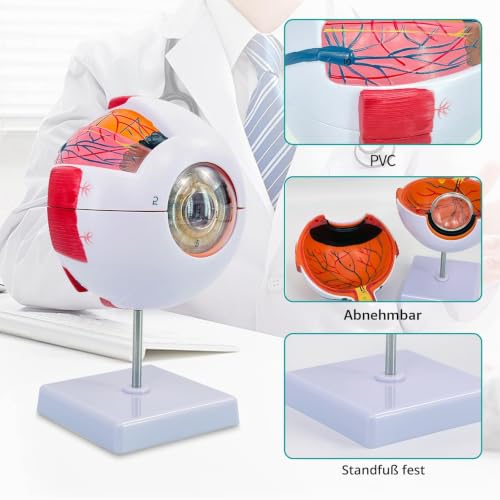 Eye Anatomy Model, 6X Enlarged Eyeball Model, Human Eye Anatomical Model for Science Education Study Display Medical Eye Model