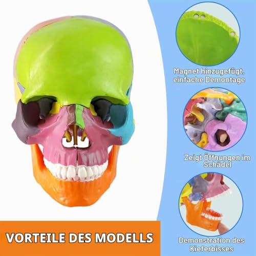 Human Skull with Brain Anatomy Model, 1:2 Half Life Size | EVOTECH SCIENTIFIC Detachable skull anatomy model, suitable for anatomy studies, education and teaching purposes, 20 pieces mini skull model with brain