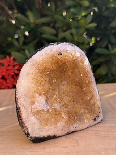 GAF TREASURES Finely Polished Citrine Clusters with Cut Base | Honey Citrine Quartz Cluster (1-2 lb) 1-2 lb