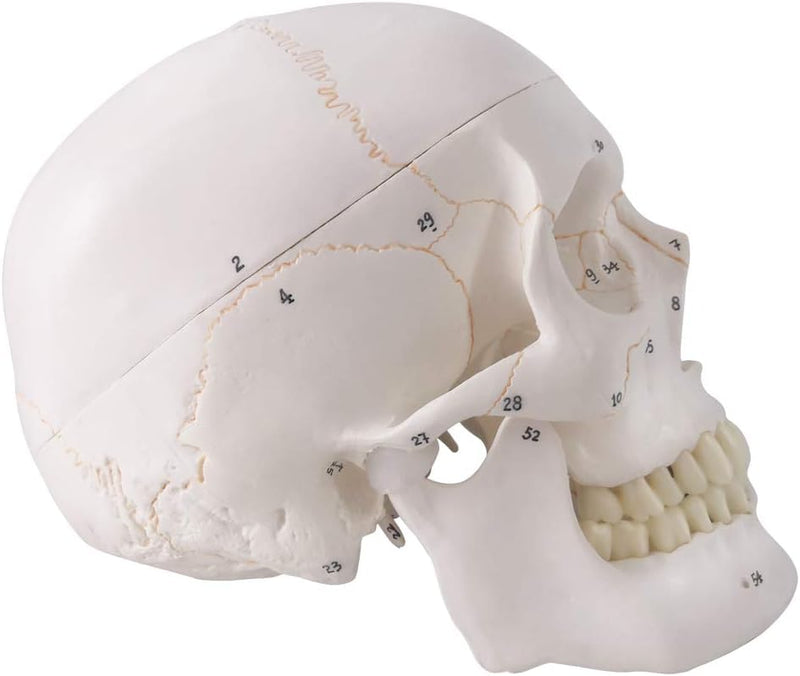 NEW HORIZON Human Skull Anatomical Model,with Painted Sutures 54 Pcs Labeled Numbered Skull Models for Medical Students,Human Brain Model for Drawing Anatomy