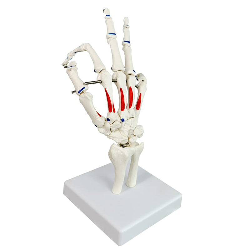 Life Size Skeletal Hand Model with Wrist, Ulnaand Radius, Articulated Hands Skeleton Secured with Wire, Hand Joint Model Palm Bone Anatomical Muscle Start and End Point Tag Recognition