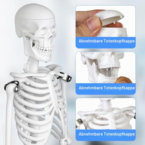 Mini Human Skeleton Model, 45 cm Large Small Human Skeleton Model, Movable Arms for Medical Teaching, Education, Display