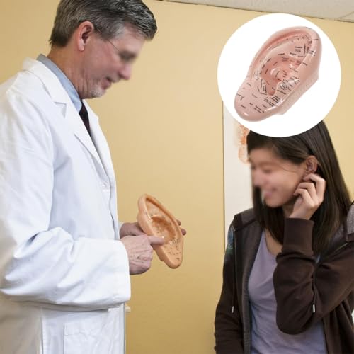 17cm Ear Acupuncture Point Display Model, Soft PVC Ear Acupuncture Point Model for Study of Ear Anatomy and Laboratory Use