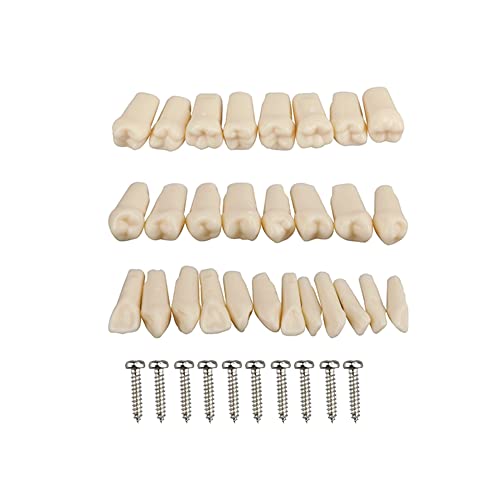Dental Simulator Manikin Phantom Head for Exercises, Training, Study, Typodont Models with Removable Teeth (28 Teeth)