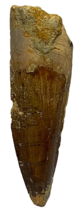 DINOSAURS ROCK® Genuine Spinosaurus Dinosaur Fossil Tooth - 1.5"