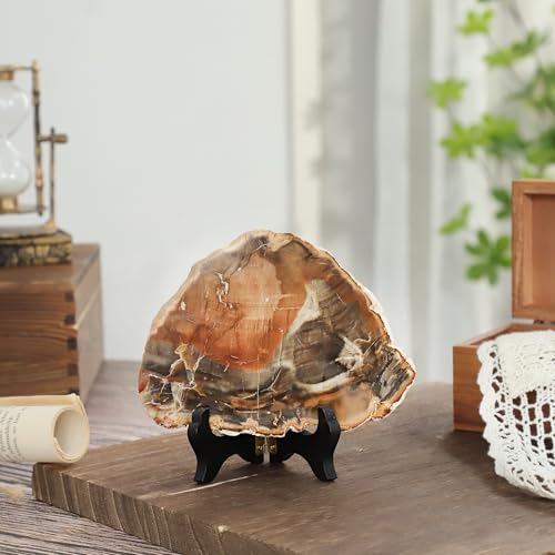 TUMBEELLUWA Natural Polished Petrified Wood Slab with Wooden Display Stand